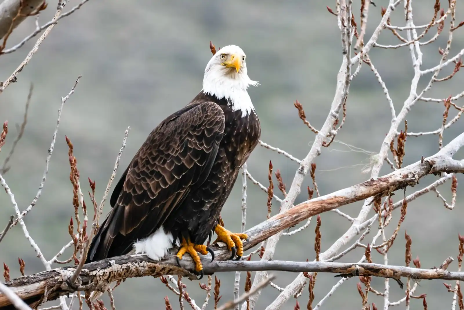 Bald eagle perched on a cottonwood branch, looking at the camera