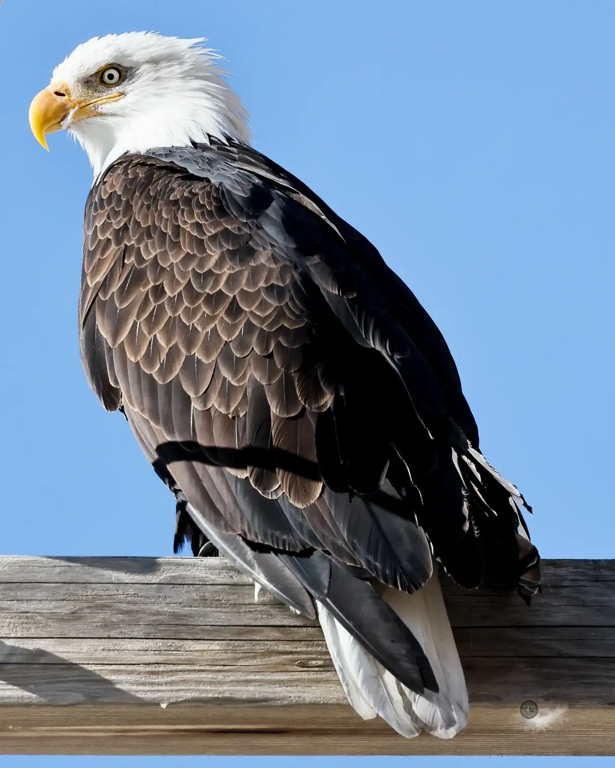 Bald eagle perched on a weathered post against a blue sky
