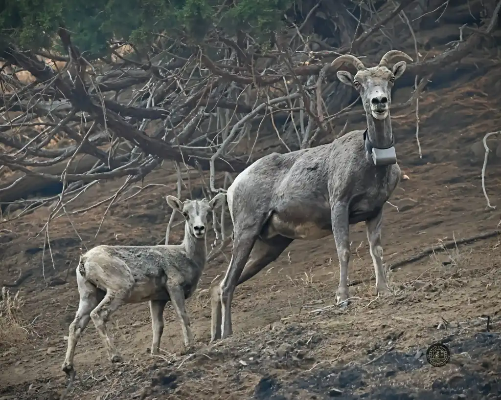 Radio-collared bighorn ewe standing with her lamb under a juniper