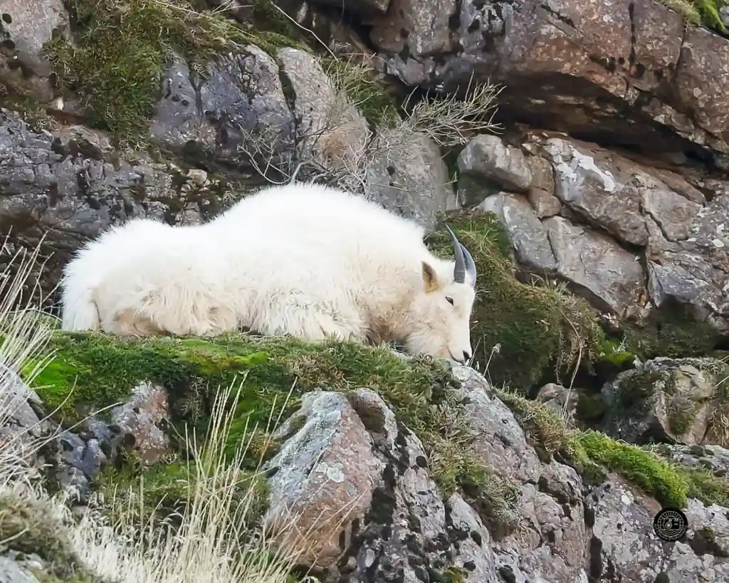 Mountain goat lying down on a moss-covered rock ledge