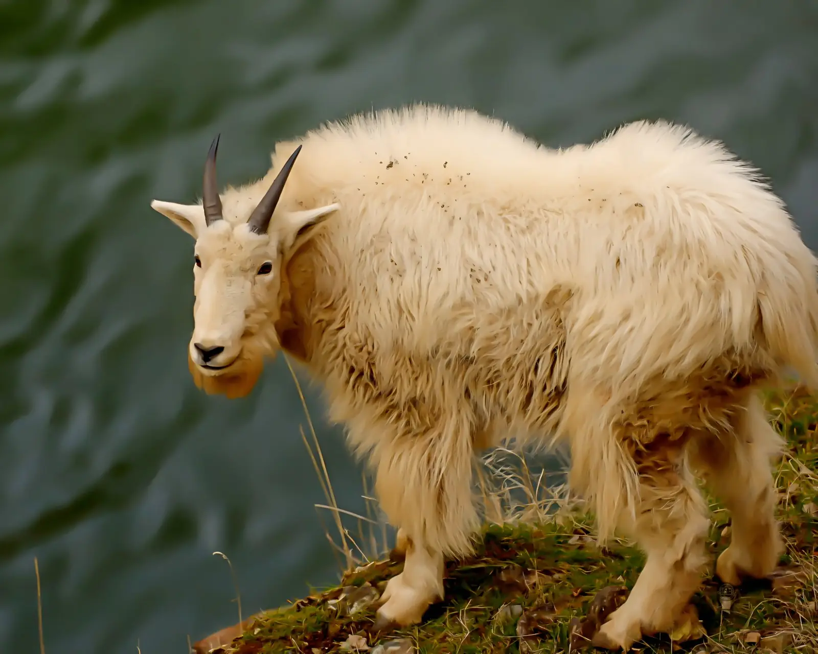 Mountain goat in thick white coat standing above the river
