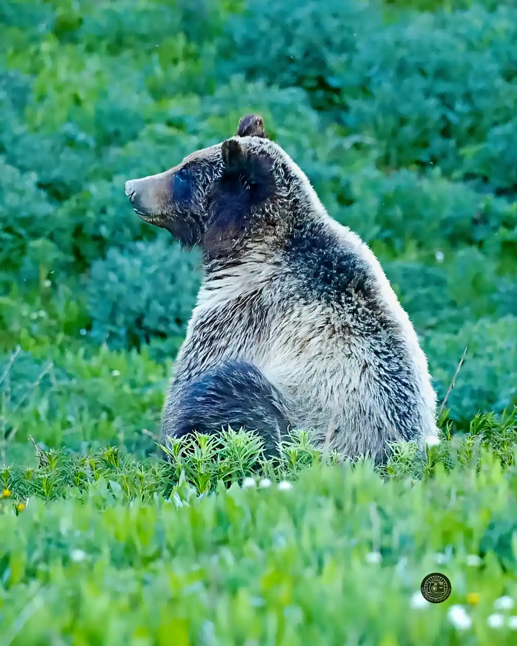 Grizzly bear sitting in a green meadow, seen in profile