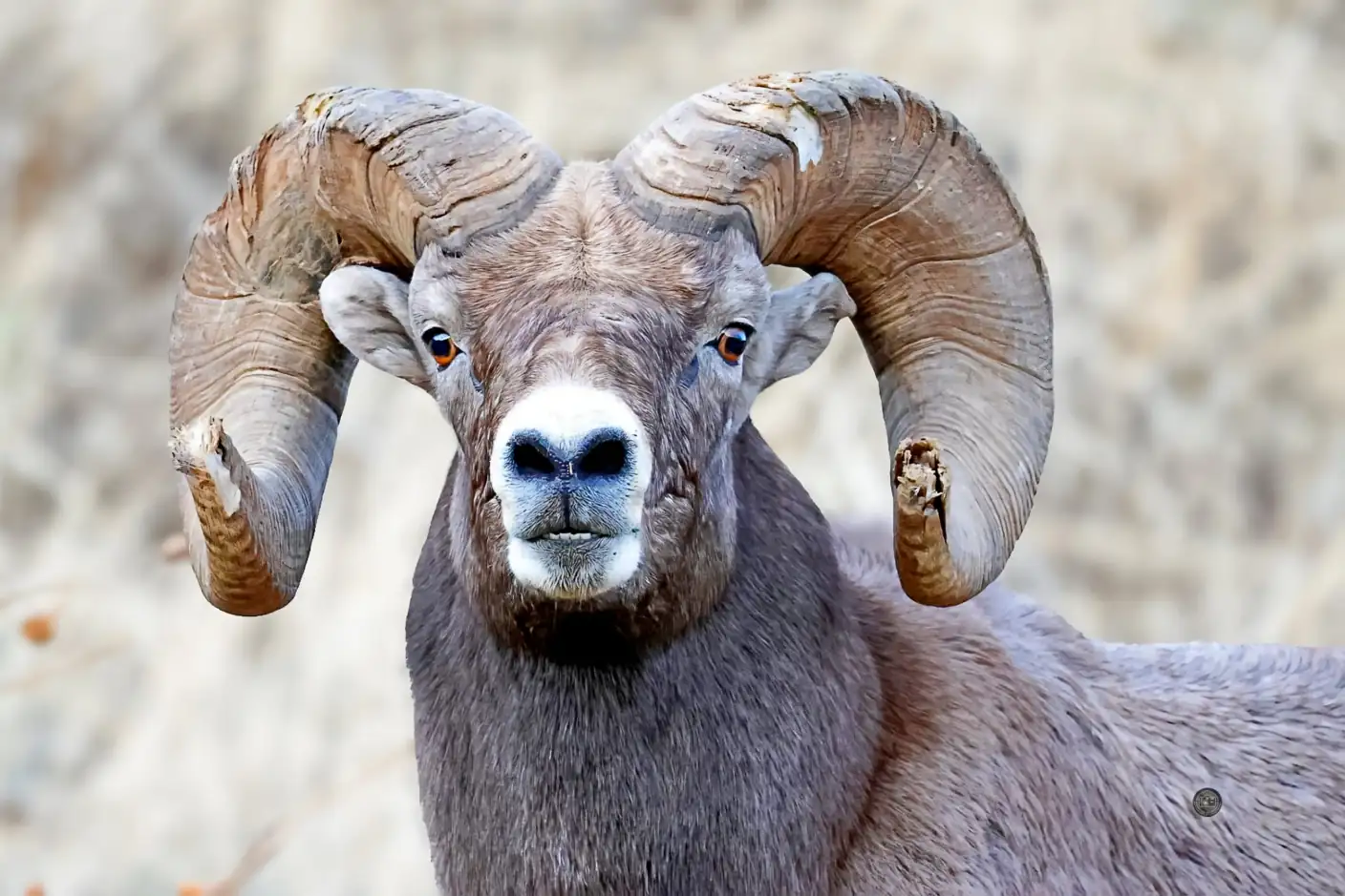 A full-curl bighorn ram staring straight into the camera, Hells Canyon