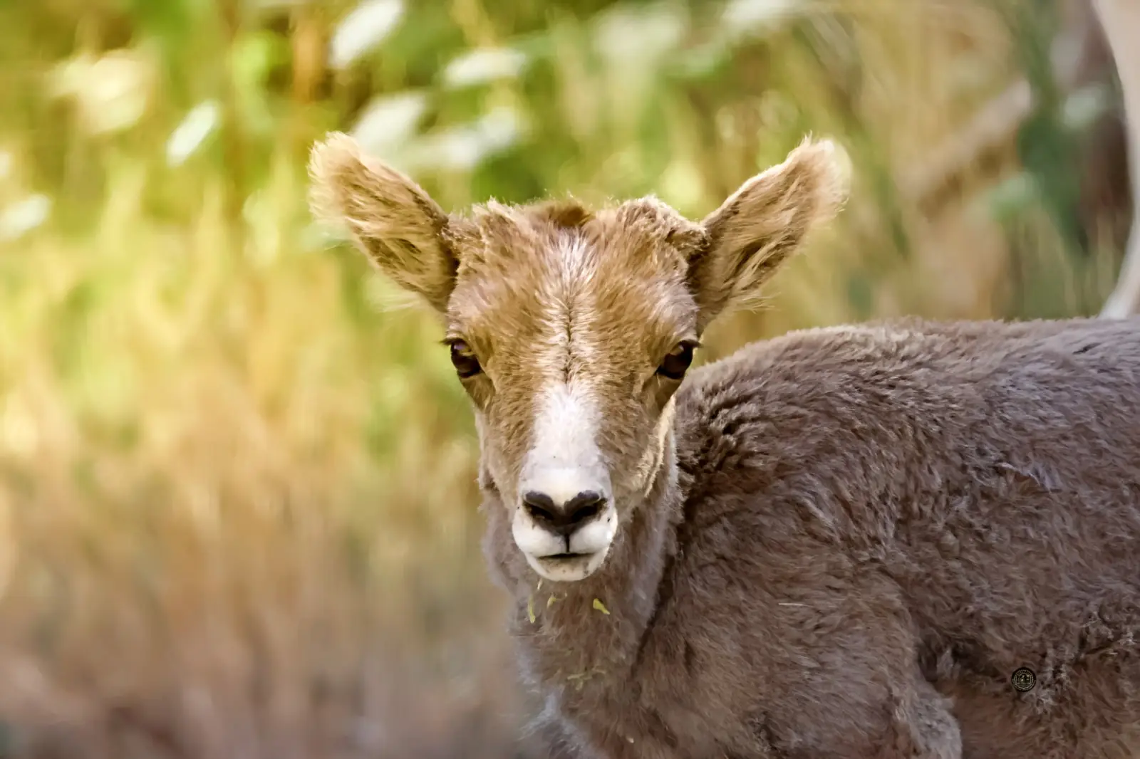 Young bighorn lamb looking at the camera in soft golden light