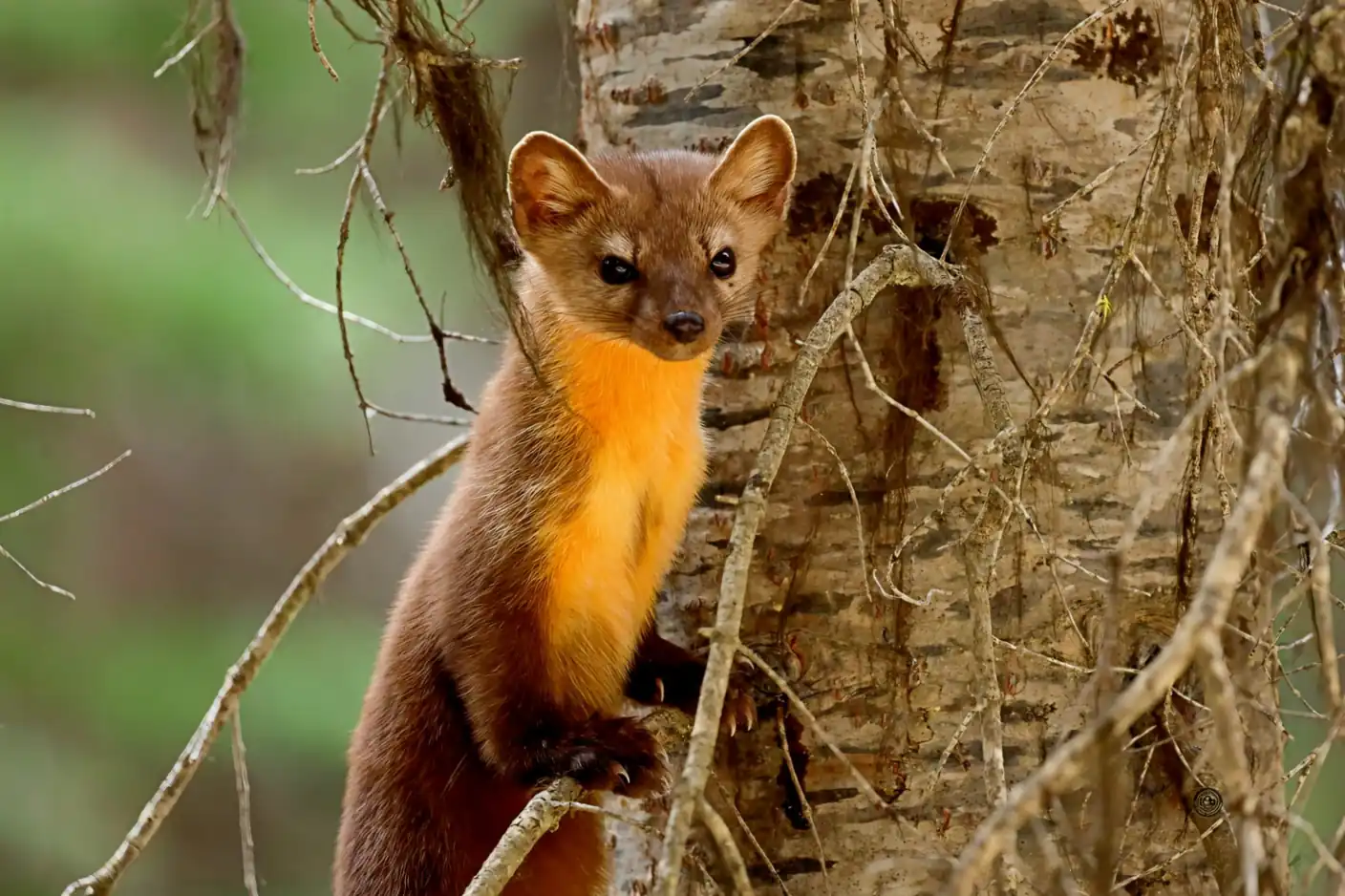 Pine marten with a golden-orange throat climbing a tree trunk