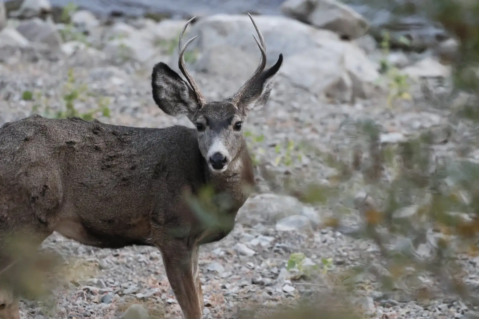 Young mule deer buck looking back over its shoulder on a gravel bar