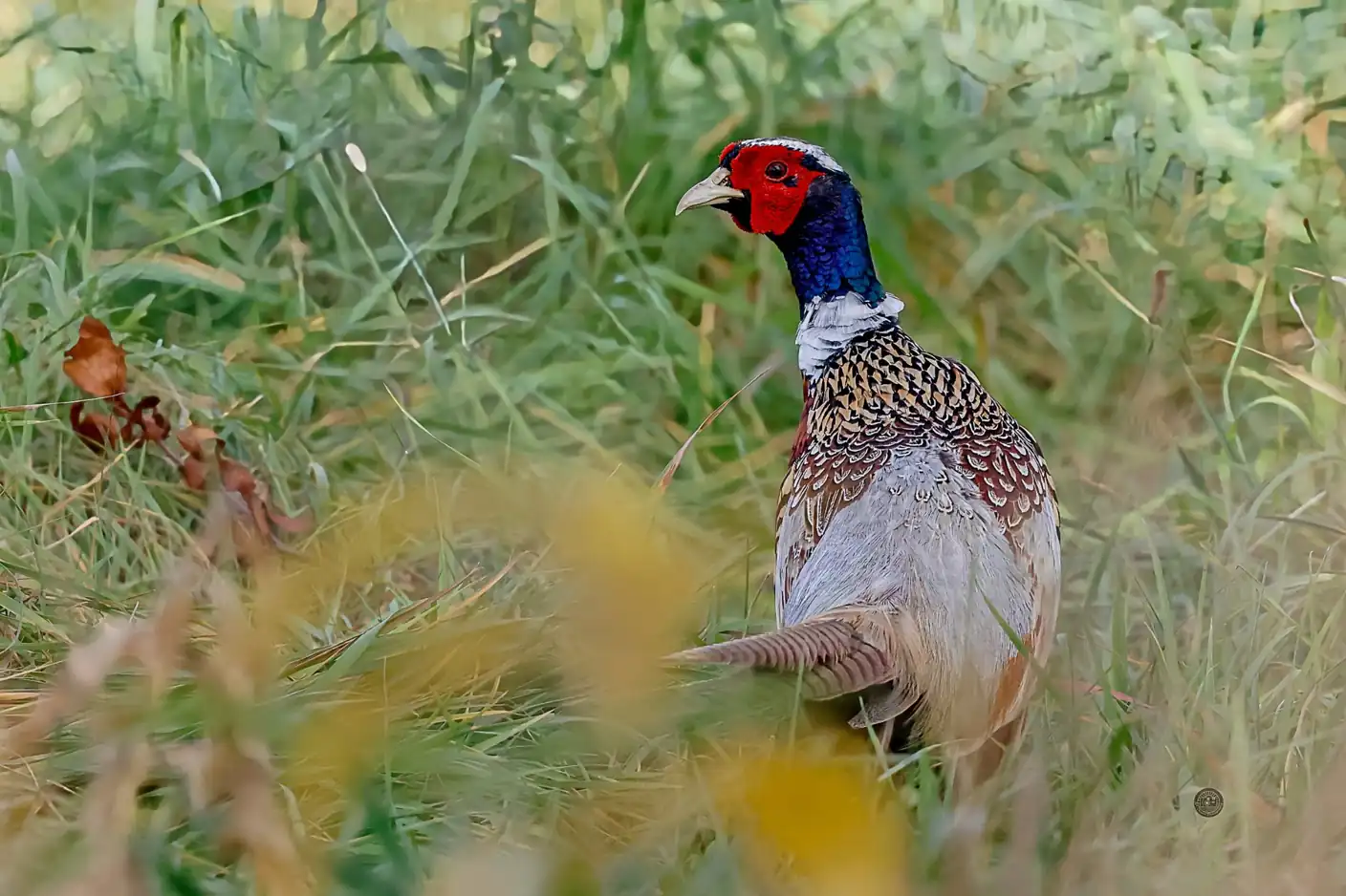 Ring-necked pheasant rooster standing in tall green grass