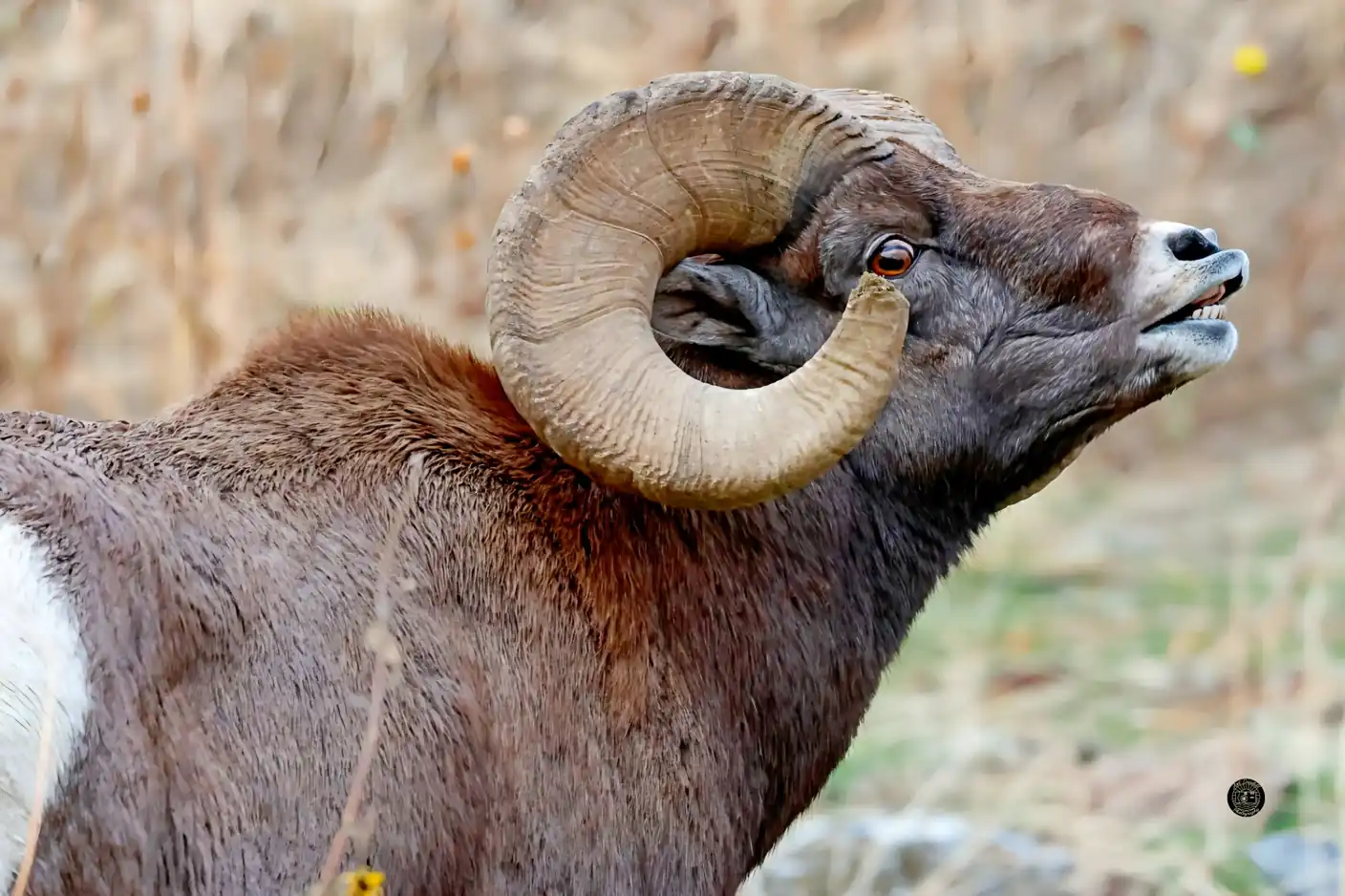 Bighorn ram with lip curled in the flehmen response, massive curled horn in profile