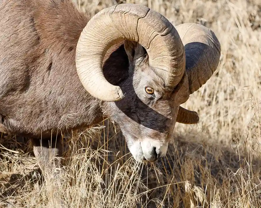 Bighorn ram grazing head-down in dry golden grass