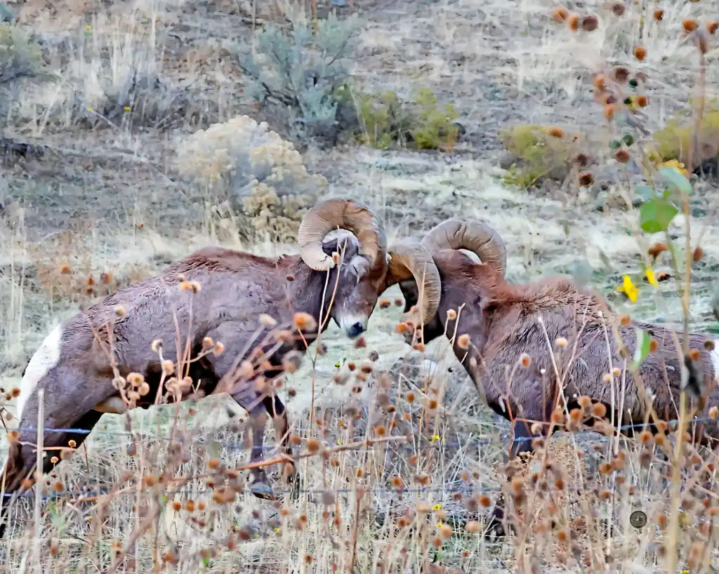 Two bighorn rams pressed head to head, horns locked, during the rut